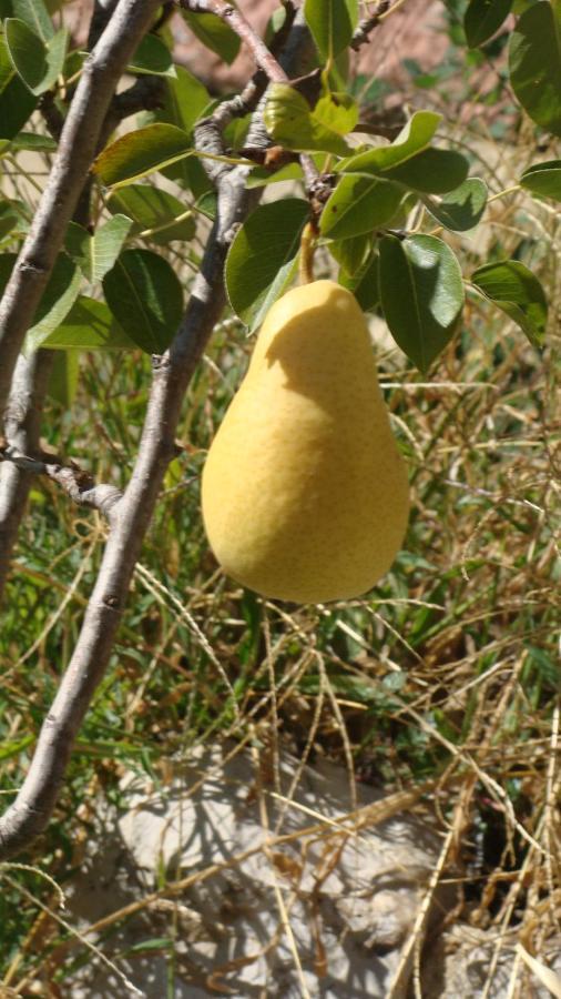 La Colline D'hote Frühstückspension Menton
