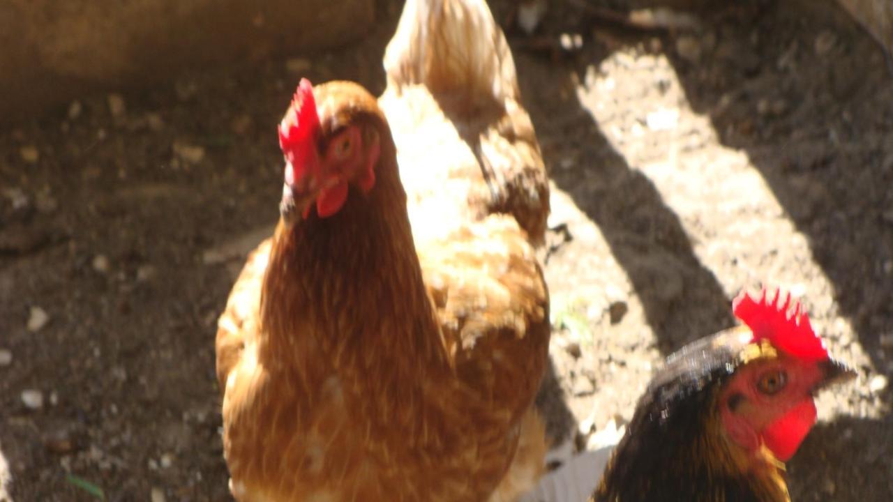 Frühstückspension La Colline D'hote *